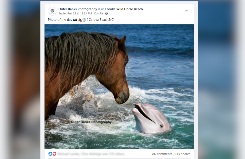 Horse and Dolphin by Alex Lex Horse and Dolphin by Alex Lex