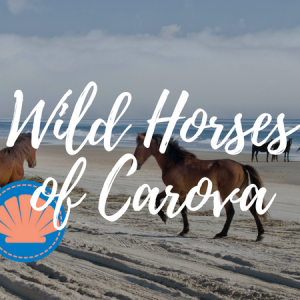 OBX Wild Horses