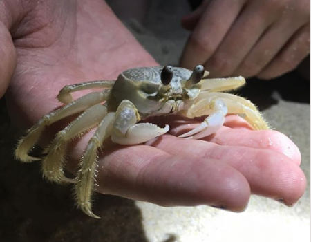 Ghost Crabbing Ghost Crabbing